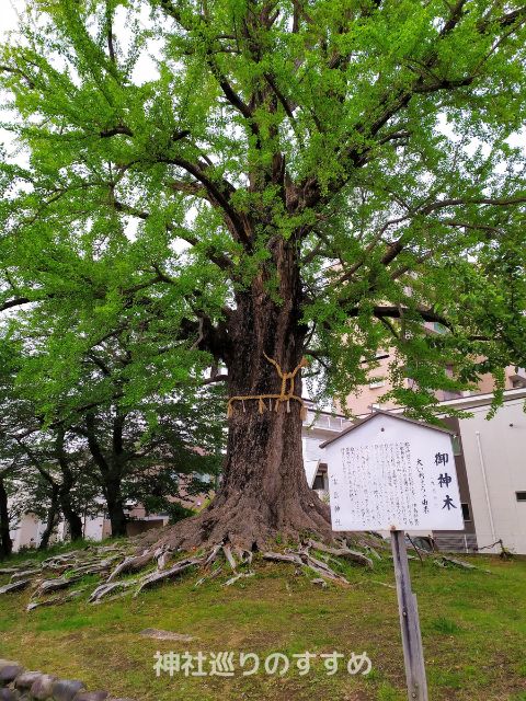 御旅所跡の大イチョウ