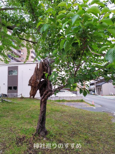 龍の顔をした桜の木