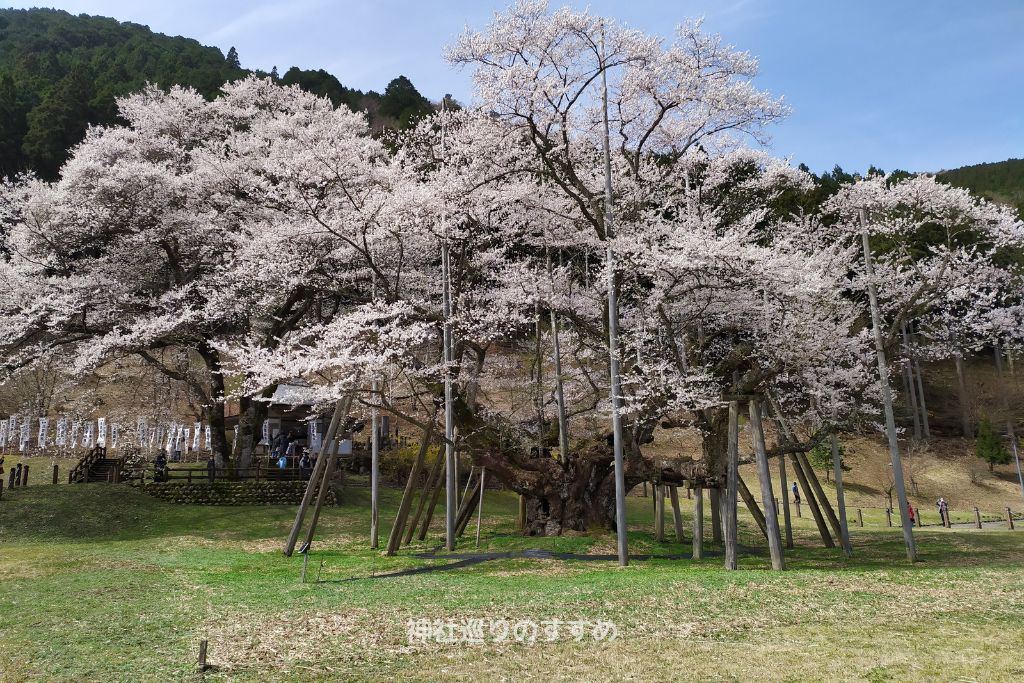 岐阜県根尾谷「淡墨桜」樹齢1500年の桜