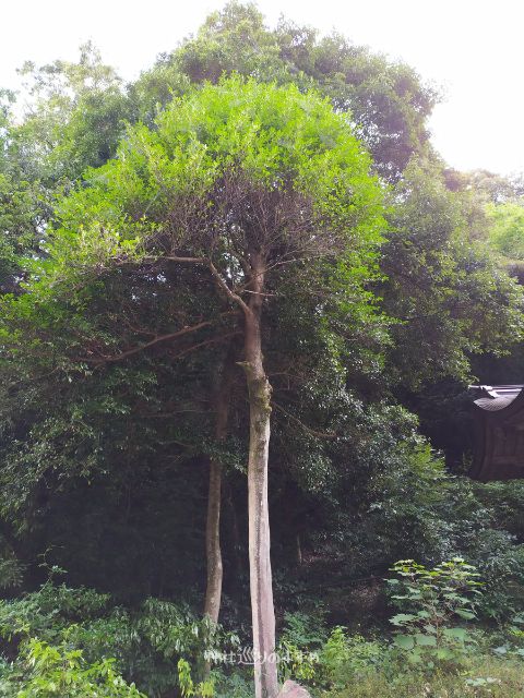 伊奈波神社「烏帽子岩」磐座の上の樹木晴れの日撮影