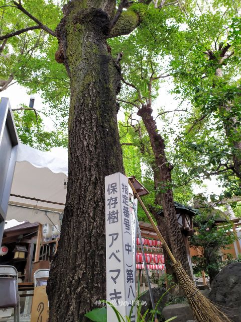 洲崎神社保存樹アベマキの木