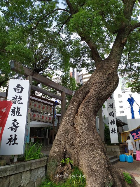 洲崎神社鳥居前の御神木クスノキ