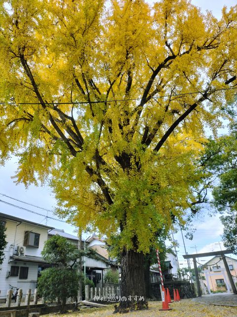 熊野三社境内イチョウの木