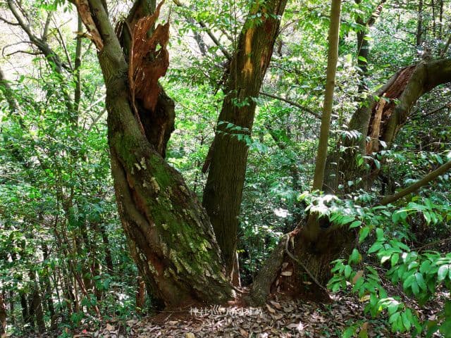 丸山神社跡に立つ木