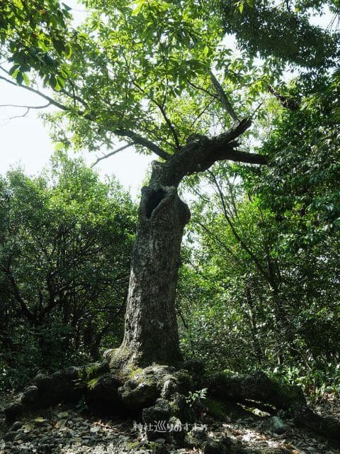伊奈波神社旧蹟に立つ木