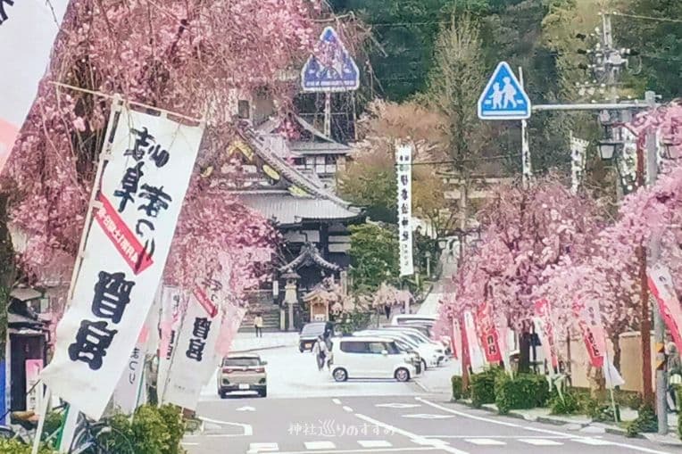 伊奈波神社参道満開のしだれ桜