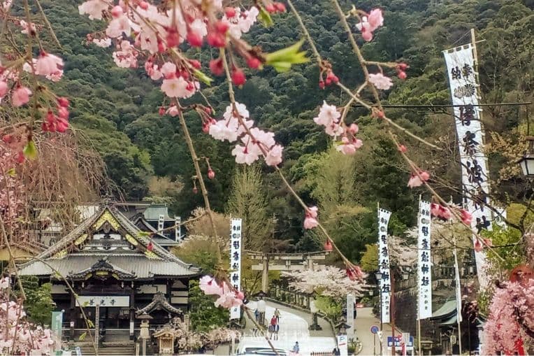 参道の桜と善光寺