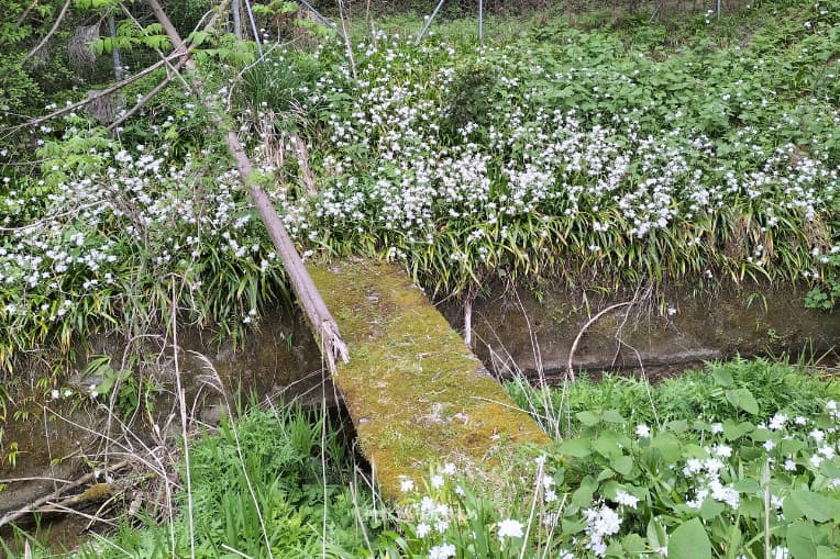 シャガの花の群生