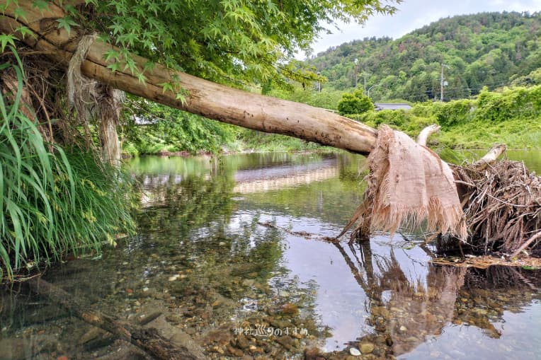 芹川