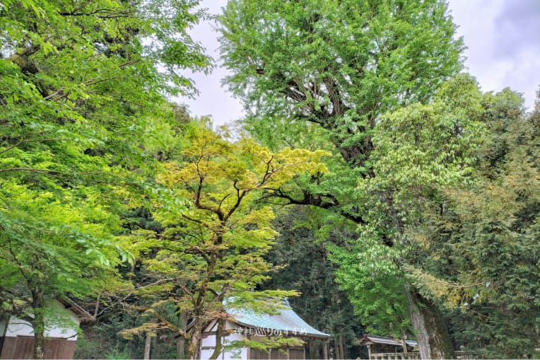 調宮神社境内とイチョウの木