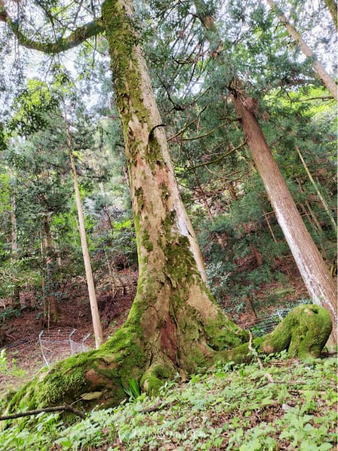 調宮神社境内の古木