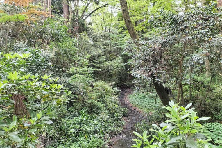 金咲稲荷神社参道横の小川