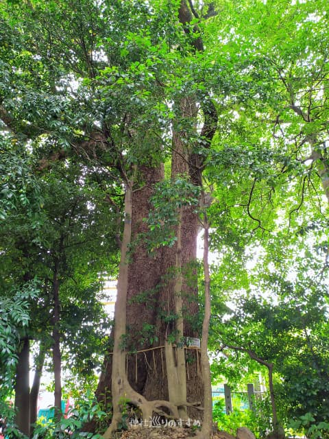 熊野神社御神木 東海市指定保存樹木