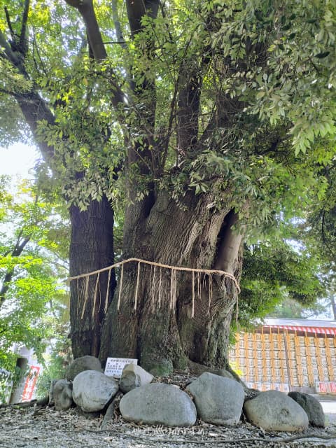 熊野神社御神木 東海市指定保存樹木「クヌギ」