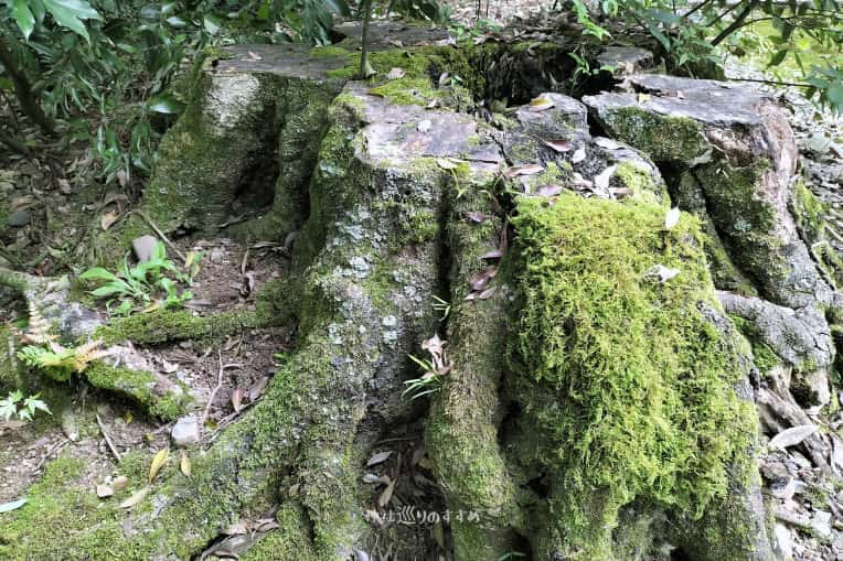 日向神社小道の切り株