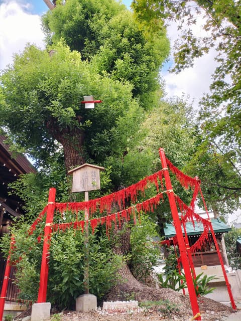 三輪神社縁結びの木