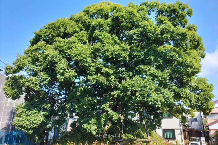 笠寺一里塚エノキの側面