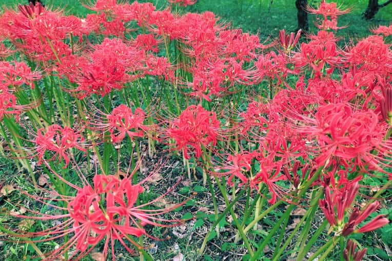 笠寺公園の赤い彼岸花