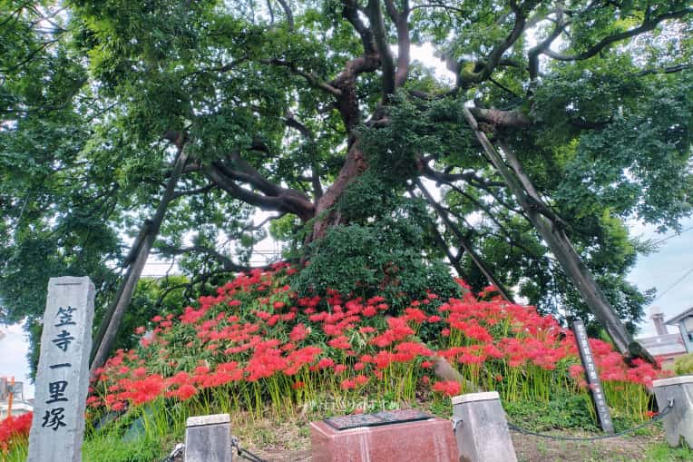 笠寺一里塚エノキと彼岸花