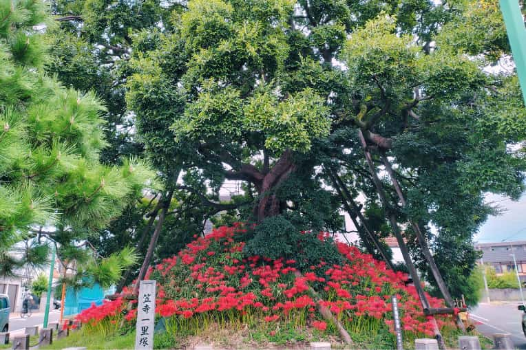 10月8日に撮影の一里塚