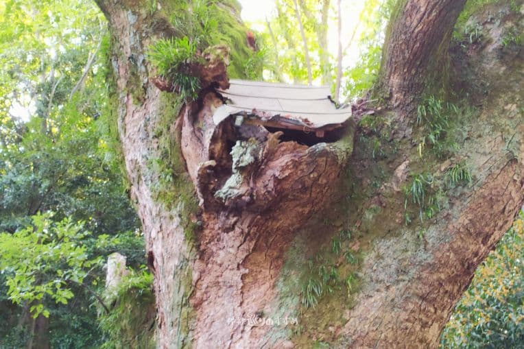 熱田神宮大楠白蛇のすみか拡大写真