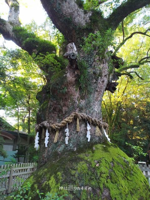 熱田神宮御神木の大楠