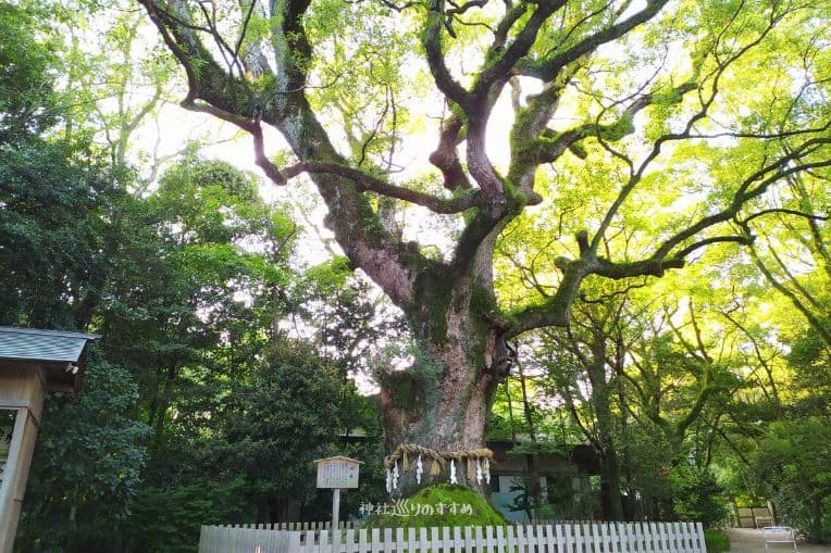 熱田神宮御神木樹齢1000年