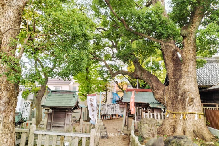 弘法お手植え楠