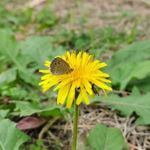 タンポポとシジミチョウ