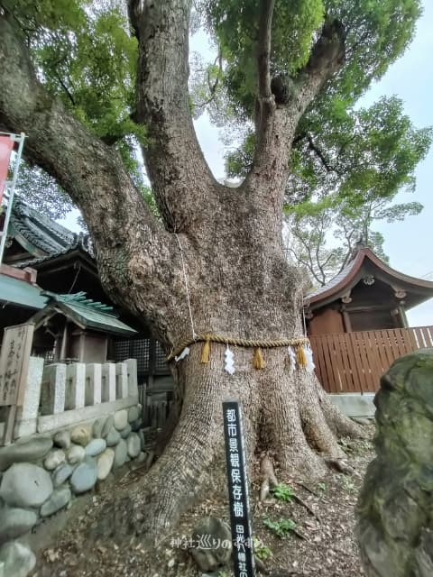 弘法大師お手植え楠御神木