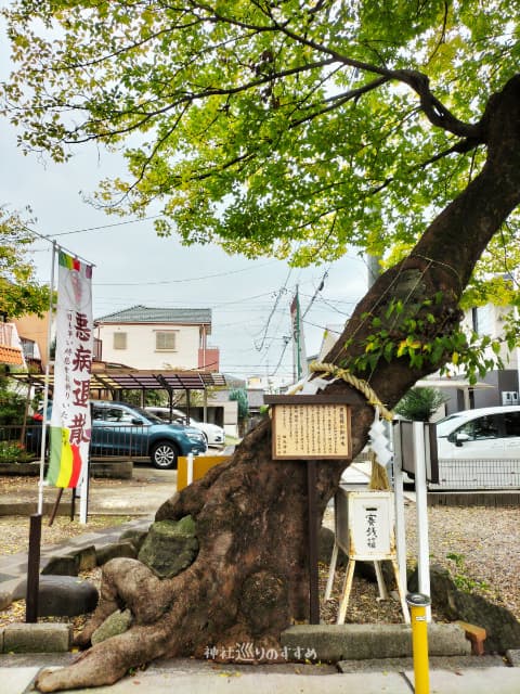 黒龍様の御神木