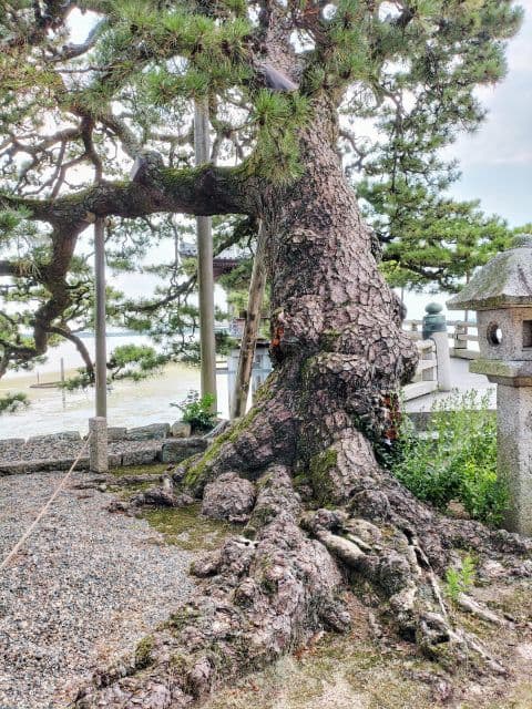 浮御堂桟橋にかかる老松