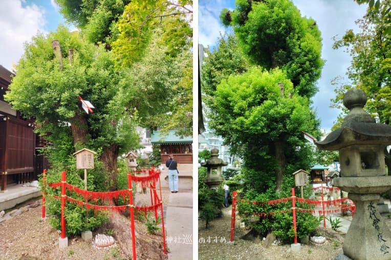 三輪神社縁結びの木