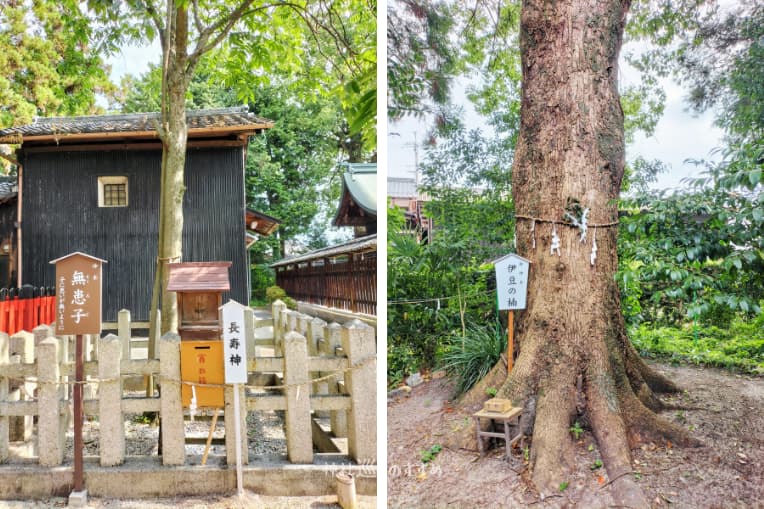 伊豆神社御神木「無恵子」「伊豆の楠」