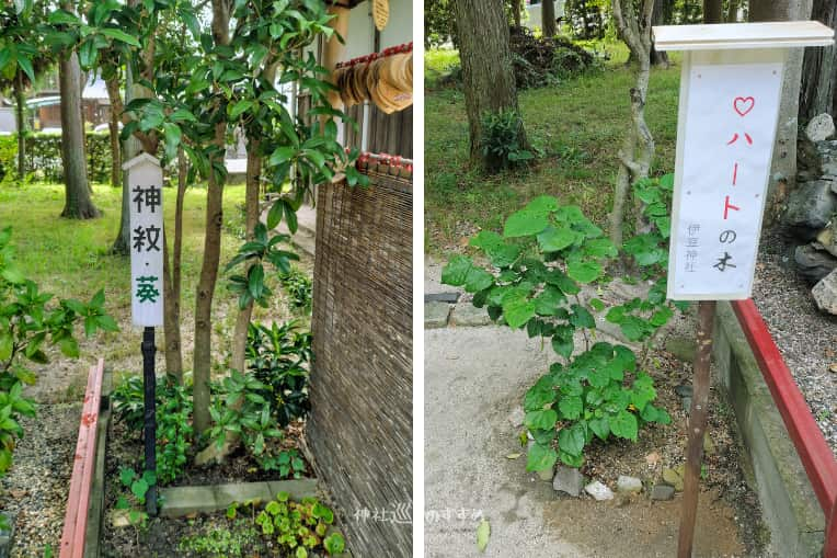 「神文葵」「ハートの木」と書かれた植物