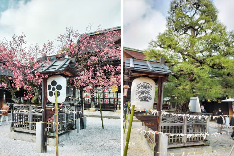 梅と松の御神木