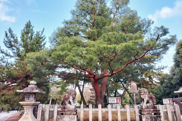 影向松