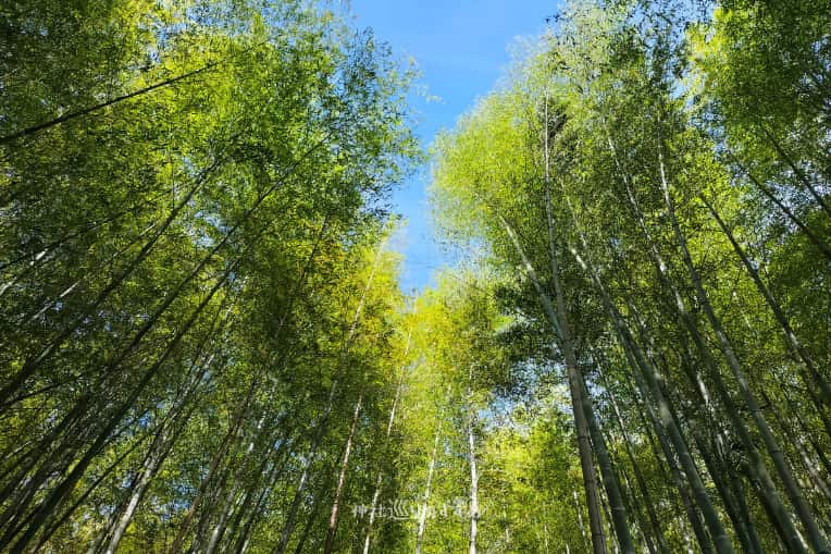 朝苧社の森(姥神山)竹林