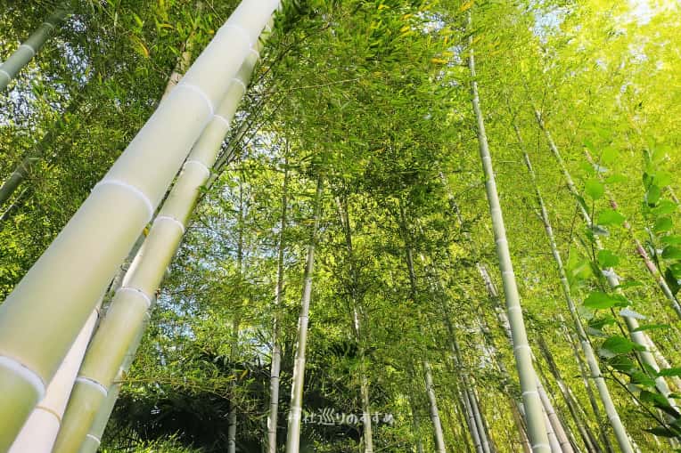 朝苧社の森(姥神山)竹