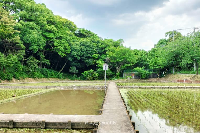 熱田神宮大高斎田