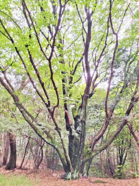 火上山の桜の木