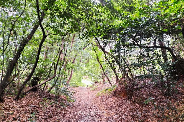 火上山森の中