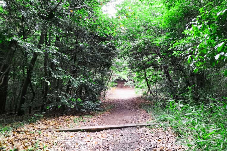 火上山鎮守の森