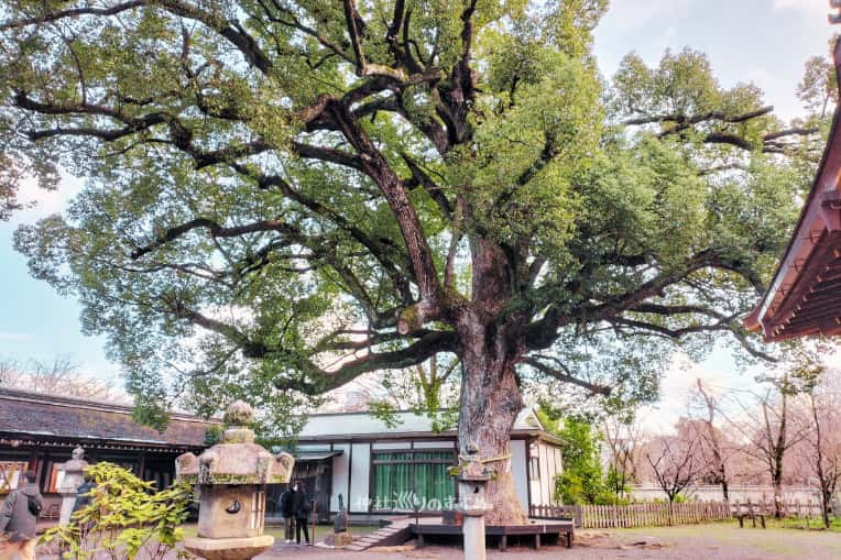 平野神社御神木の楠