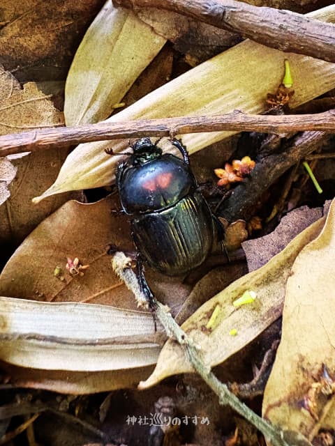 赤い背中模様のコガネムシ