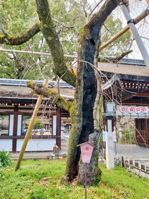 魁桜