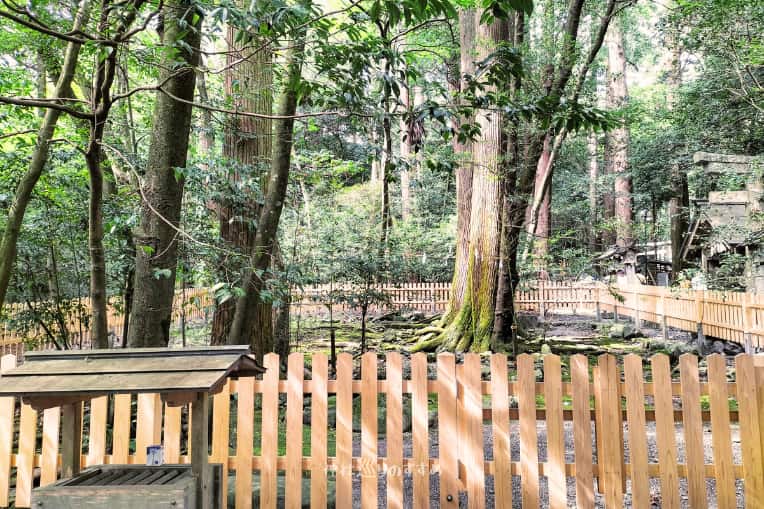 御船磐座御神木