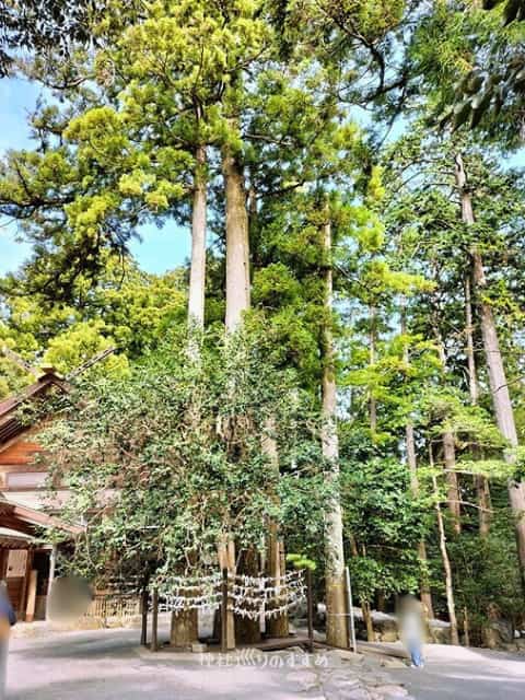 杉の木・おみくじ掛けどころ