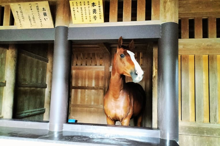 伊勢神宮神馬「本勇号」
