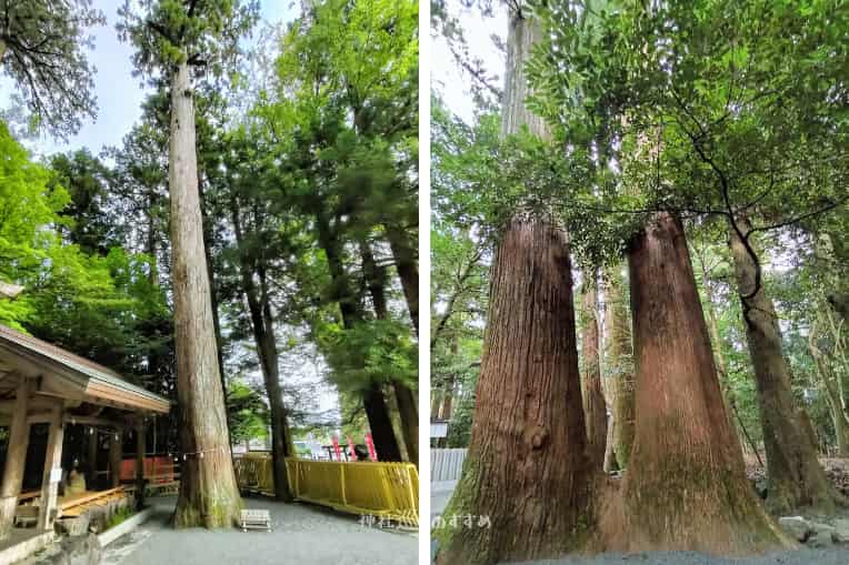 椿大神社御神木